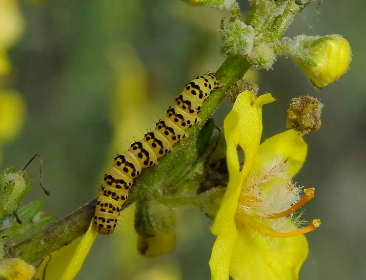 Bruchi giallo-nero - Cucullia (Shargacucullia) lychnitis